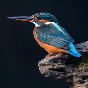 翠鳥仙緣